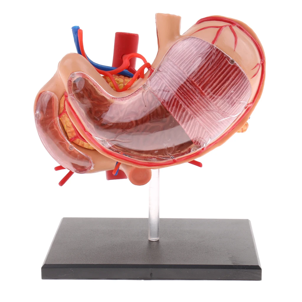 2:3 menschlichen Magen & Bauchspeicheldrüse Organe Medizin Anatomisches Modell Anatomie Wissenschaft Lernen