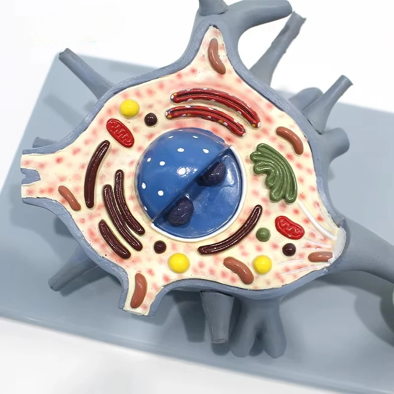 

Hot-selling anatomy plastic motor nerve cell model PVC teaching and training