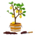 Lemon Potted Plant