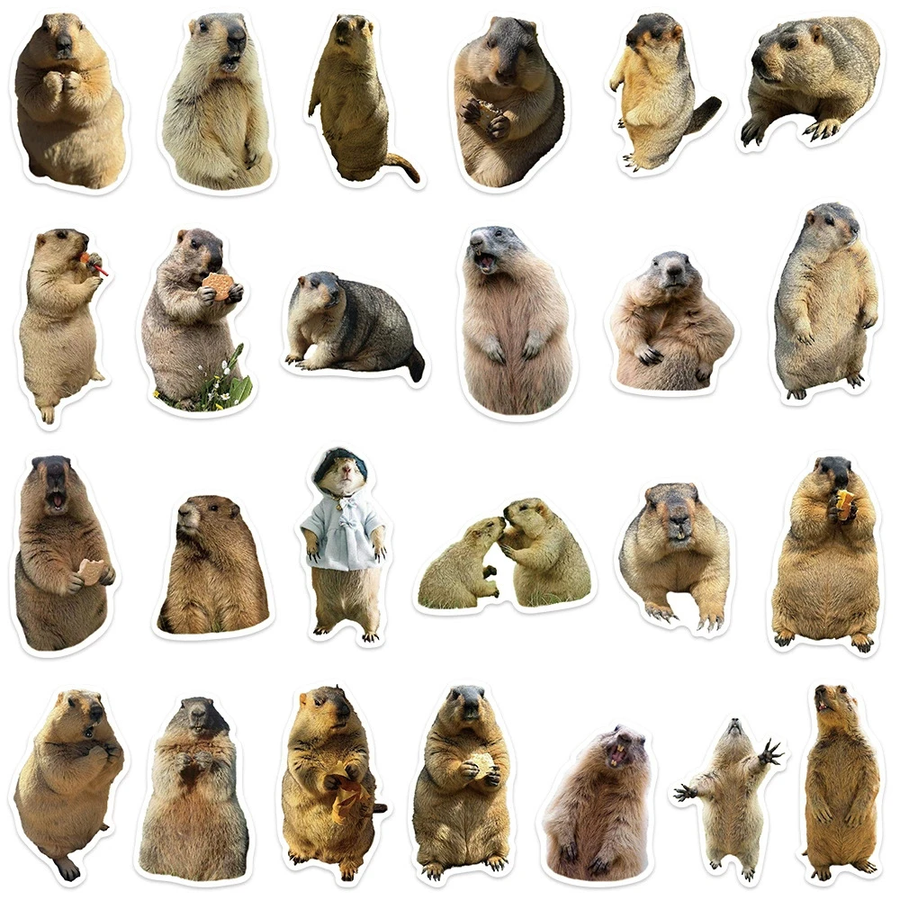 10/30/50 pçs animal bonito marmota meme graffiti adesivos engraçado decalques decoração telefone portátil garrafa de água adesivo para crianças brinquedo