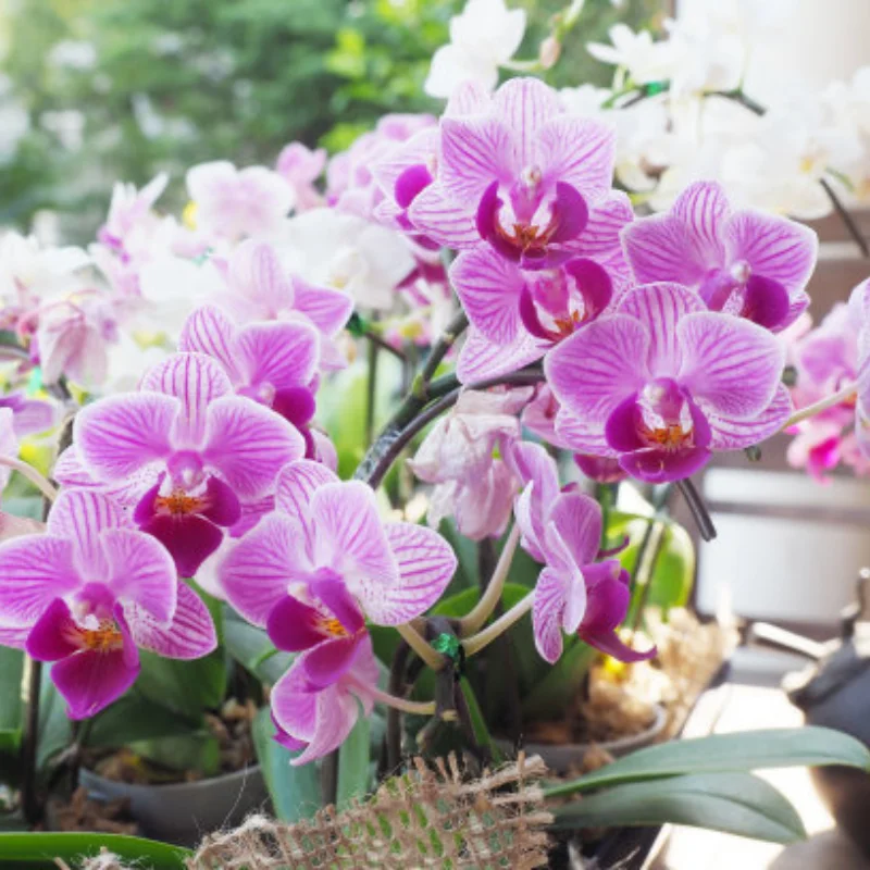 

Metal Turnbuckles Camber Links Toe Links Set Linkage for ARRMA 1/10 GORGON 4X2 VORTEKS 2WD FURY MEGA 550 QUAKE Upgrade Parts