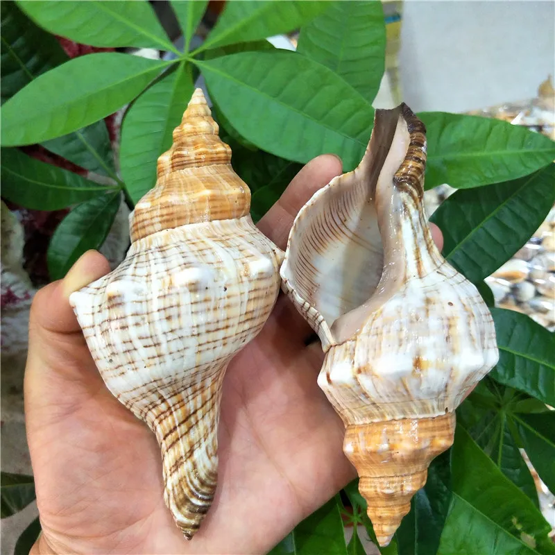 Sheep horn snail Red spiral snail Natural Horn Shaped Conch Shell 6-17cm wholesale