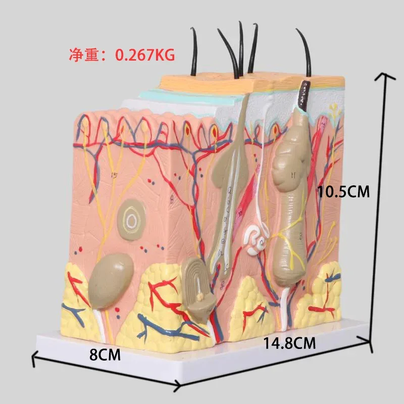 

Cosmetic And Plastic Three-Dimensional Skin Enlargement 35 Anatomical Model Of Human Skin Tissue Structure
