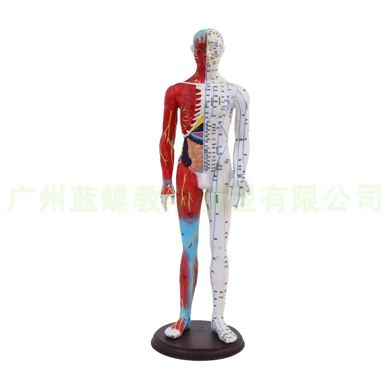 

acupuncture and moxibustion points meridians Mannequin model Chinese medicine teaching acupuncture and moxibustion model