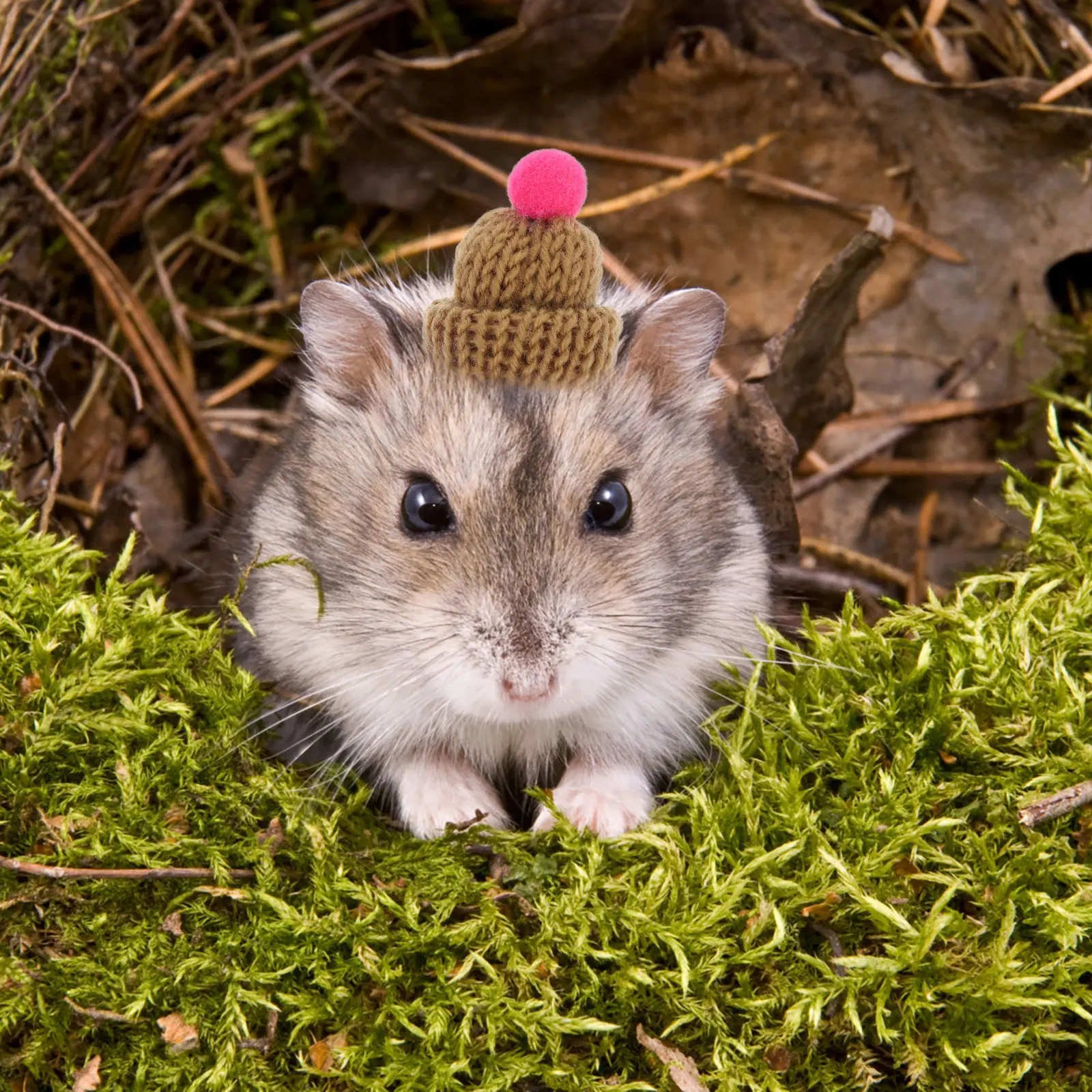 

8 Pcs Pet Hat Mini Headgear Warm Yarn Caps for Hamster Cat Dog Squirrel Reusable Christmas Party Accessories Lightweight