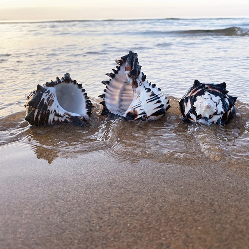 Large Natural Sea Shells Ocean Conch 3-4 inches Seashells Perfect for Wedding Decor Beach Theme Party Home Decorations Dropship