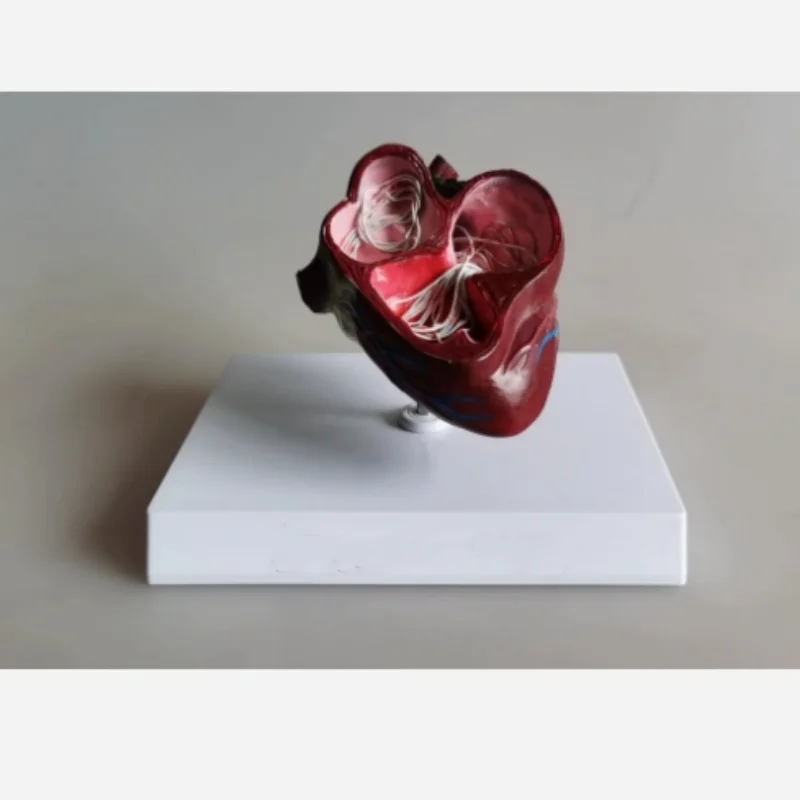 

Medical Science Dog heart Pathology model Canine heart Dog Heartworm Anatomical Model