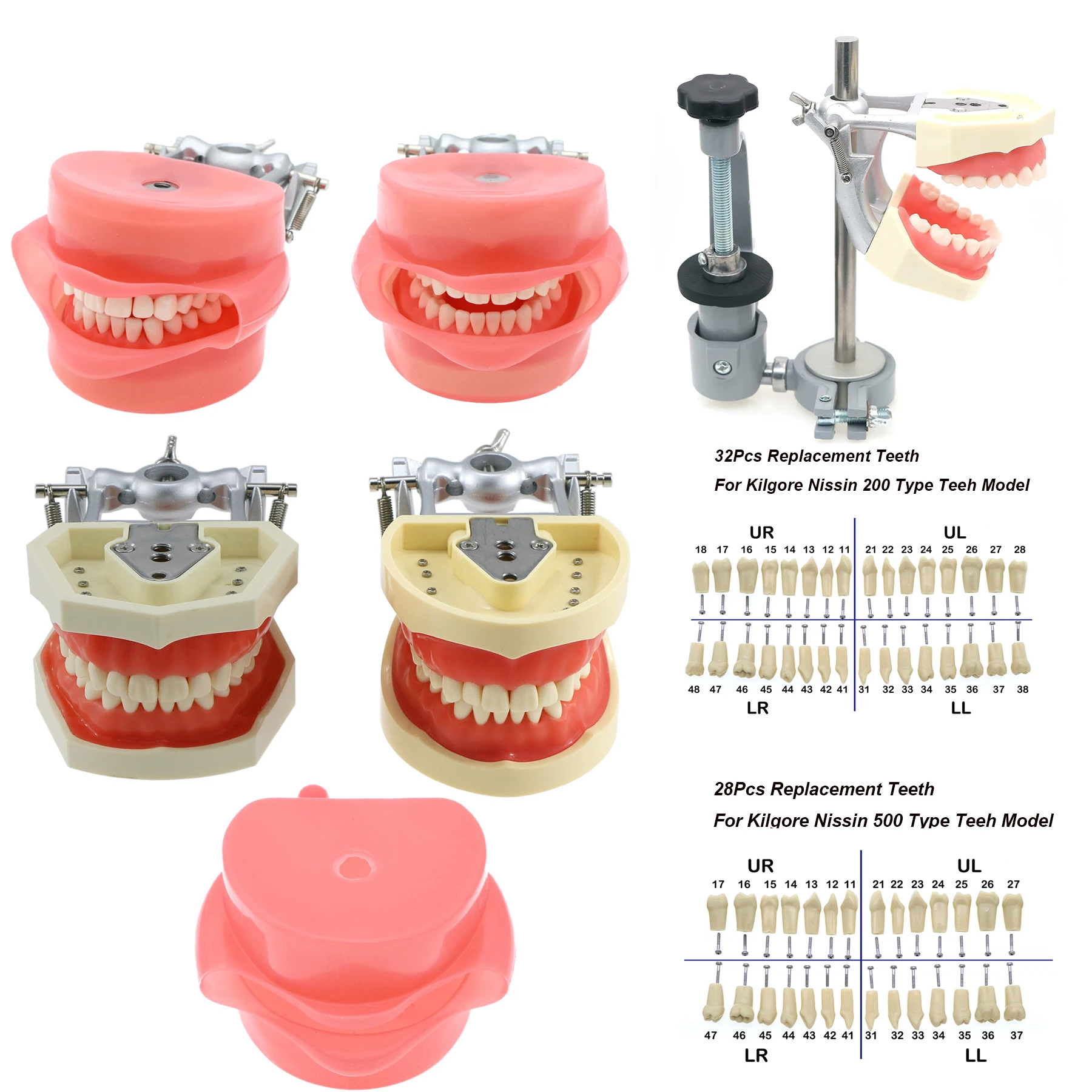 Dentystyczny Model typodonta kompatybilny z wyjmowanymi zębami Kilgore Nissin 32 i policzkiem symulacyjnym do nauki dentysty