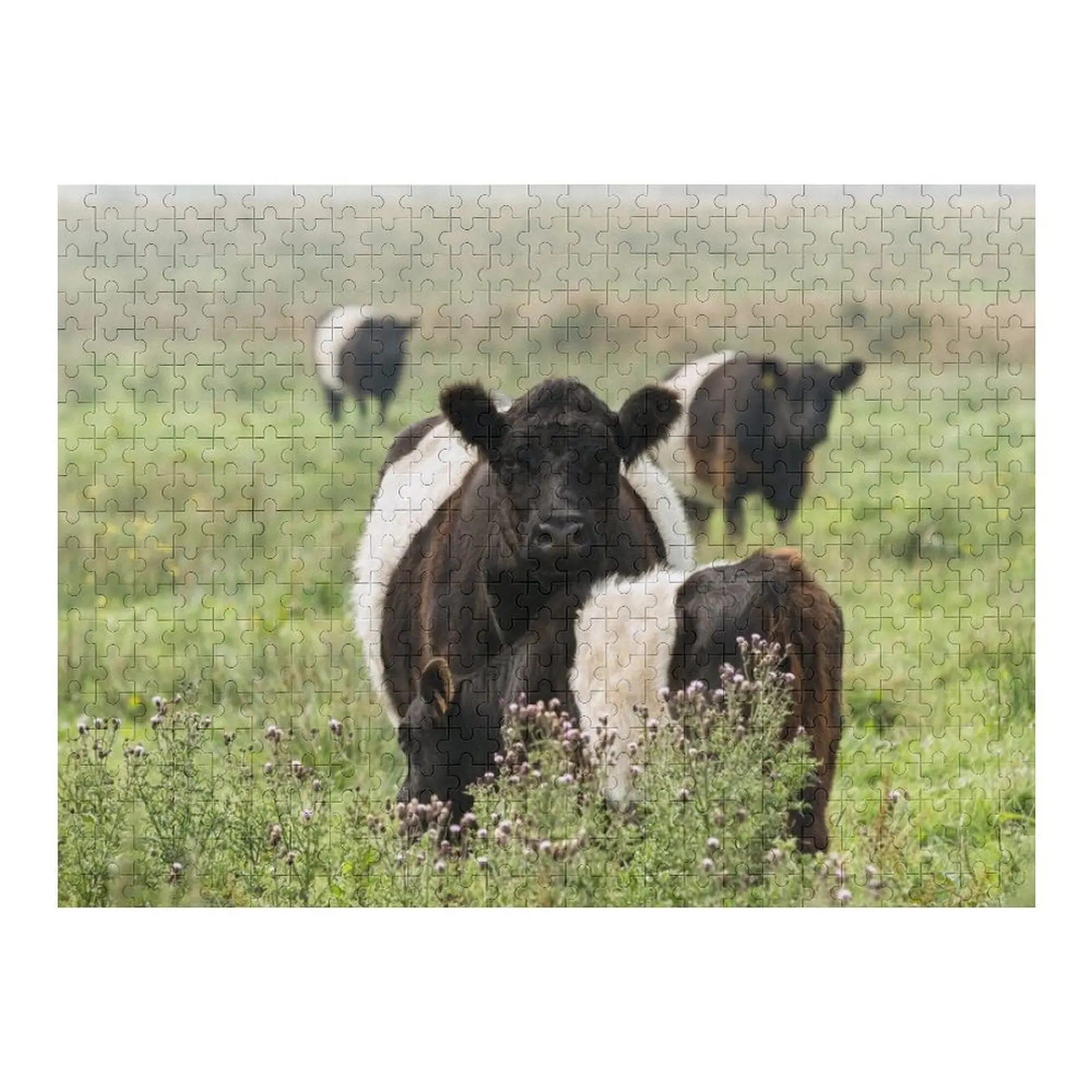 벨트드 갈로웨이 소들 직소 퍼즐 성인용 나무 직소 퍼즐 사진 퍼즐이 있는 애니메이션