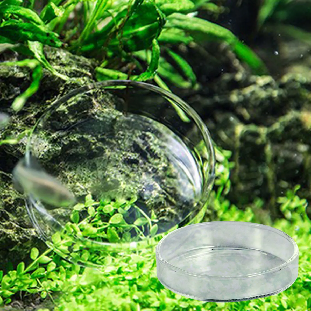 

1Pcs Floating Glass Shrimp Food Basin Small Round Fish Tank Feeder Bowl Reptile Feeding Supplies Shrimp Food Round Dishes
