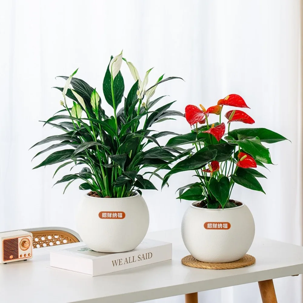 Fashion Self Watering Hydroponic Plants Pot Plastic Removable Mini Succulent Planter Tabletop Vase Flowerpot