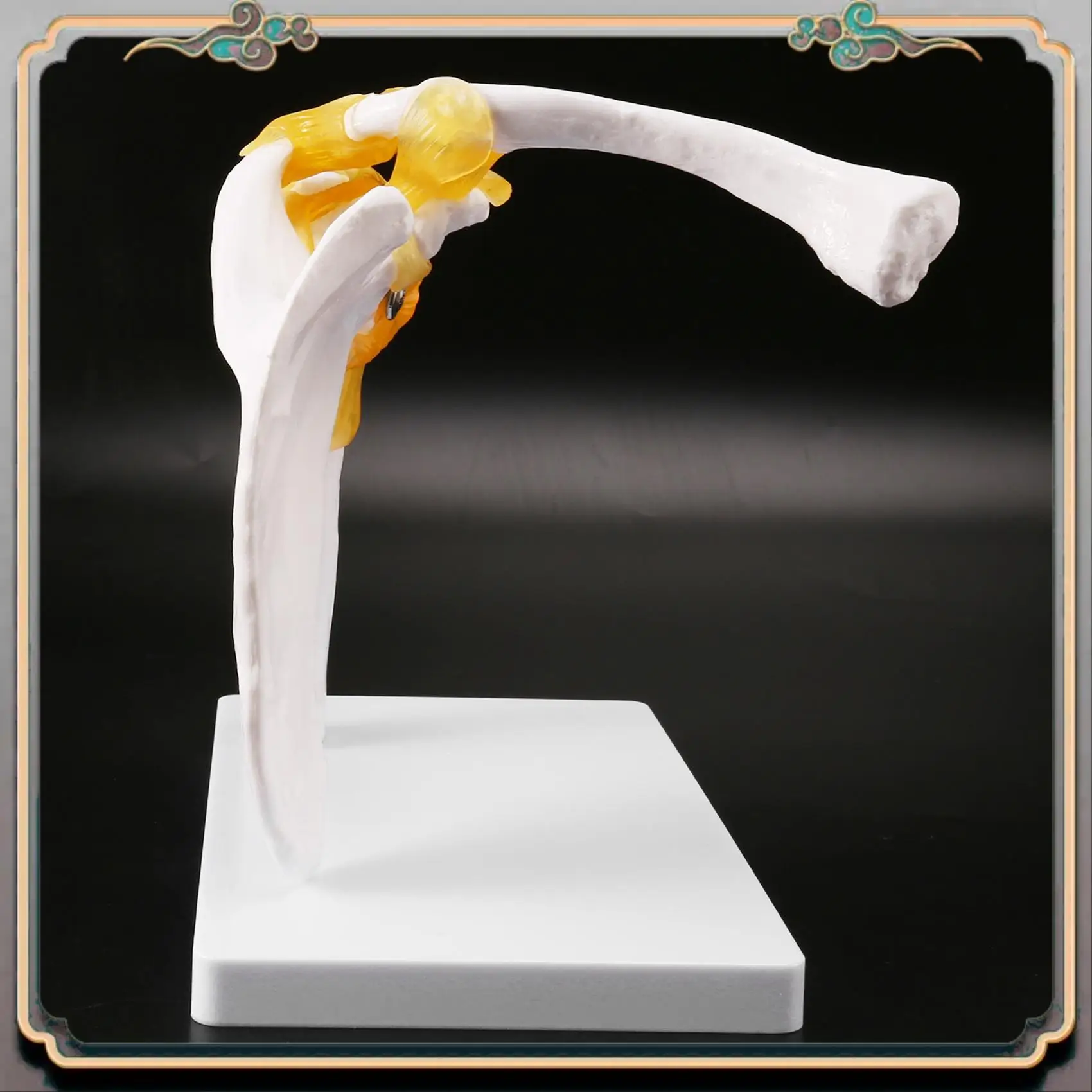 

Durable Human Shoulder Joint Model, Anatomically Accurate Shoulder Skeleton Model Life Size Human Skeleton Anatomy For Science C