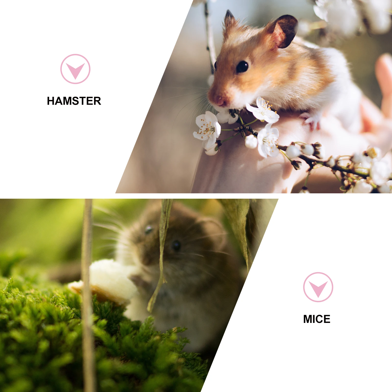

Rat Cage Pink Hamster Travel Carrier Gerbil Accessories Small Animal Cages for Rats Baby