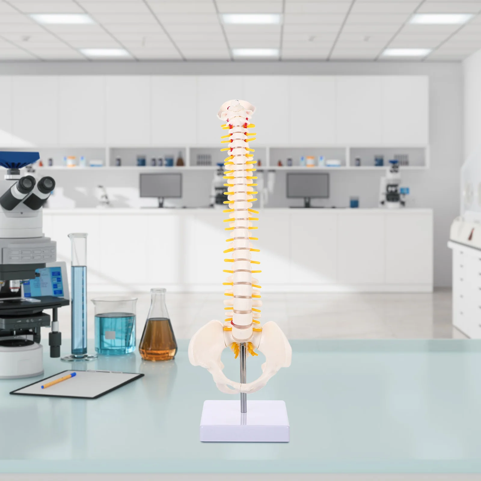 กระดูกสันหลังรุ่น Lumbar Vertebrae พร้อมขาตั้งกระดูกสันหลังคอลัมน์ Anatomy Tailbone การฝึกอบรมทั้งร่างกาย