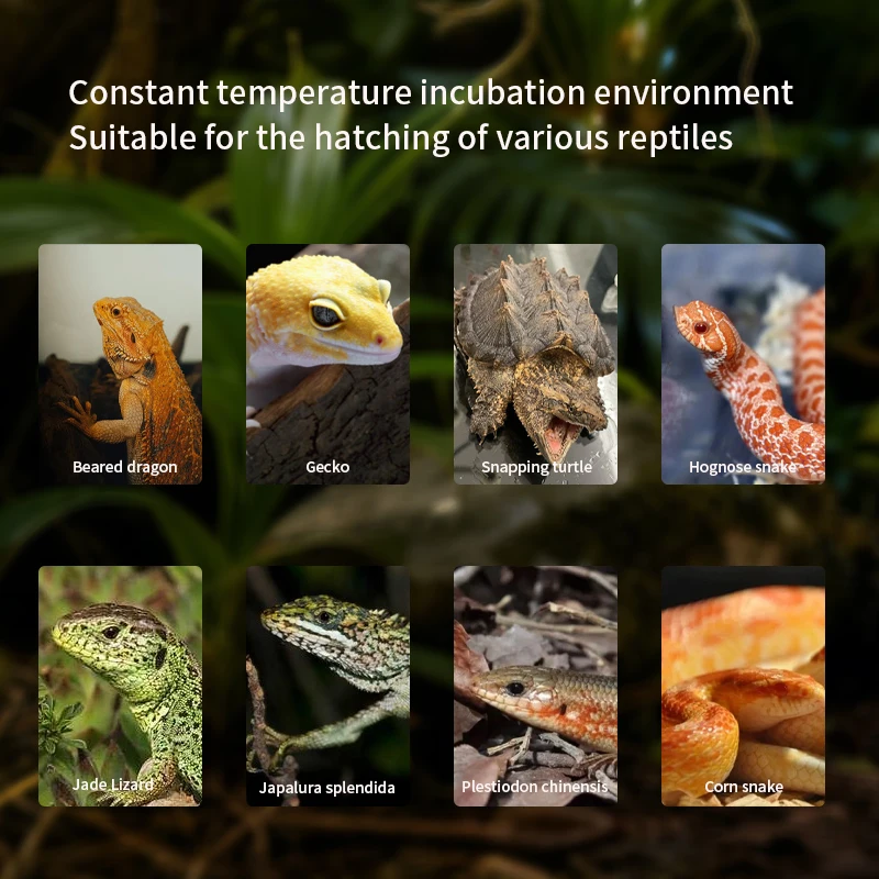 Intelligent Thermostatic Pet Reptile Egg Incubator for Snakes Lizards Tortoises