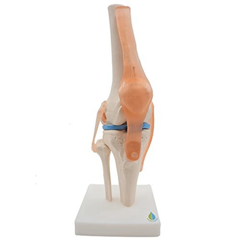 Anatomical Knee Joint Skeleton Model Human Knee Joint Teaching Model With Ligaments Model, Life Size