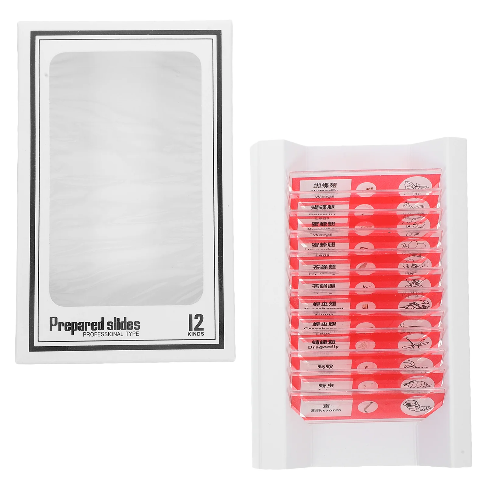 Biological Sample Sections Microscope Prepared Slides Plastic Animals Cells Samples