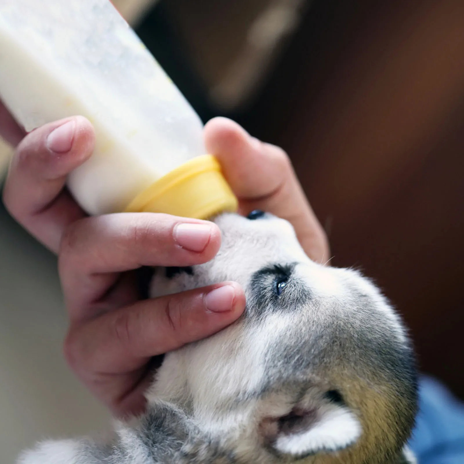 

400ml ABS Durable Lamb Milk Bottles for Young Livestock Feeding Calf Sheep Goat Large Capacity Anti Bite Wear Resistant