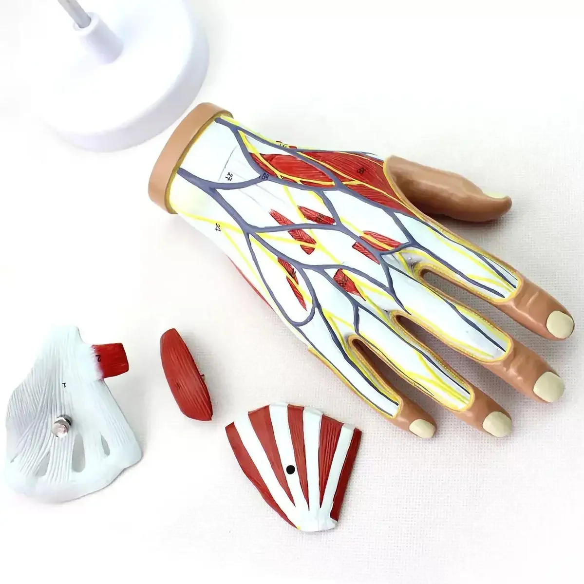 PVC Life Size Human 4 Parts Hand Anatomy Model Medical Anatomical Models Teaching