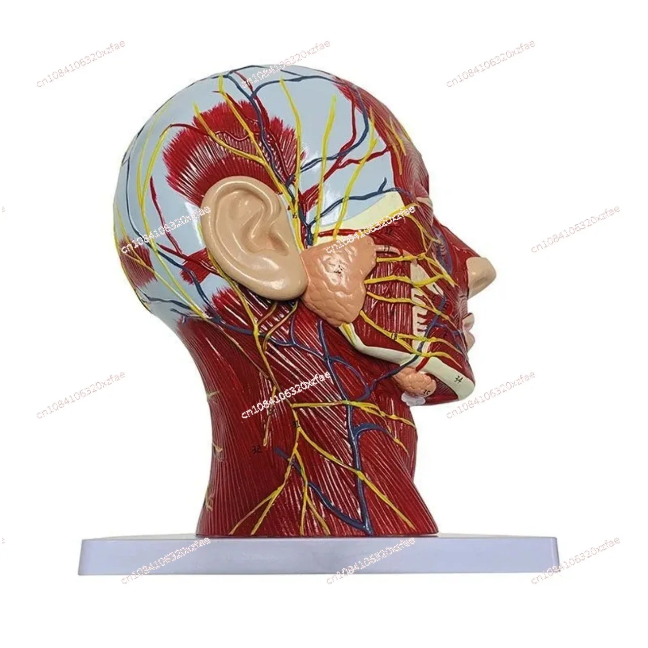 

Human Anatomy Model. School Medicine Teaching High Quality Human, Skull with Muscles and Neurovascular, Head Part Brain