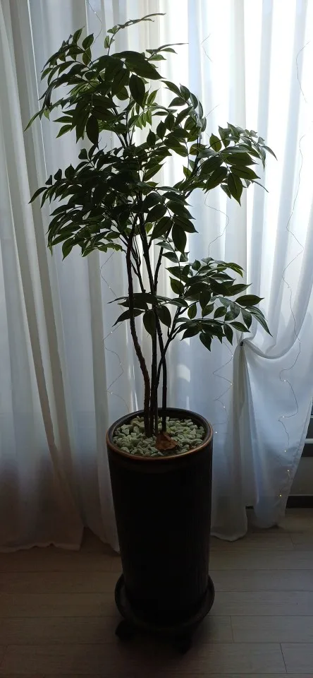 A customer's photo of the ficus branch they received