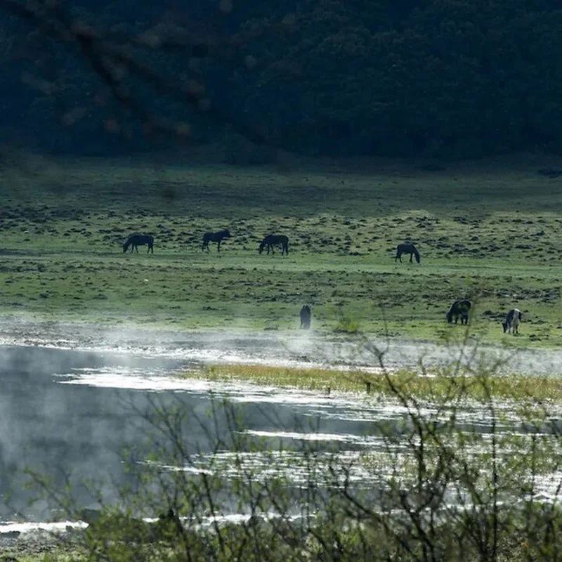 

Деревянный держатель для детской соски Kawaii с силиконовыми бусинами, прорезыватель-грызунок для младенцев, цепочка-непроливайка, игрушка для прорезывания зубов новорожденных, держатель для соски-пустышки