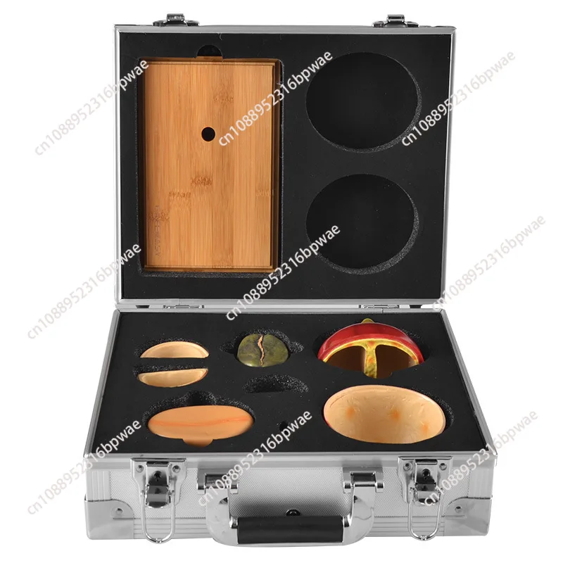 

Coffee Ornament Teaching Appliances Roaster Cafe Display Coffee Bean Simulation Model