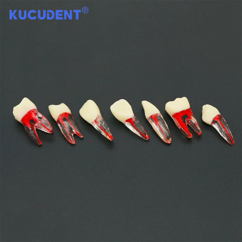 KUCUDENT ทันตกรรม Endodontic Root Canal RCT ฝึก Endo ฟันฟันรุ่น M8007 Pulp Cavity สําหรับทันตกรรมการศึกษาการสอน