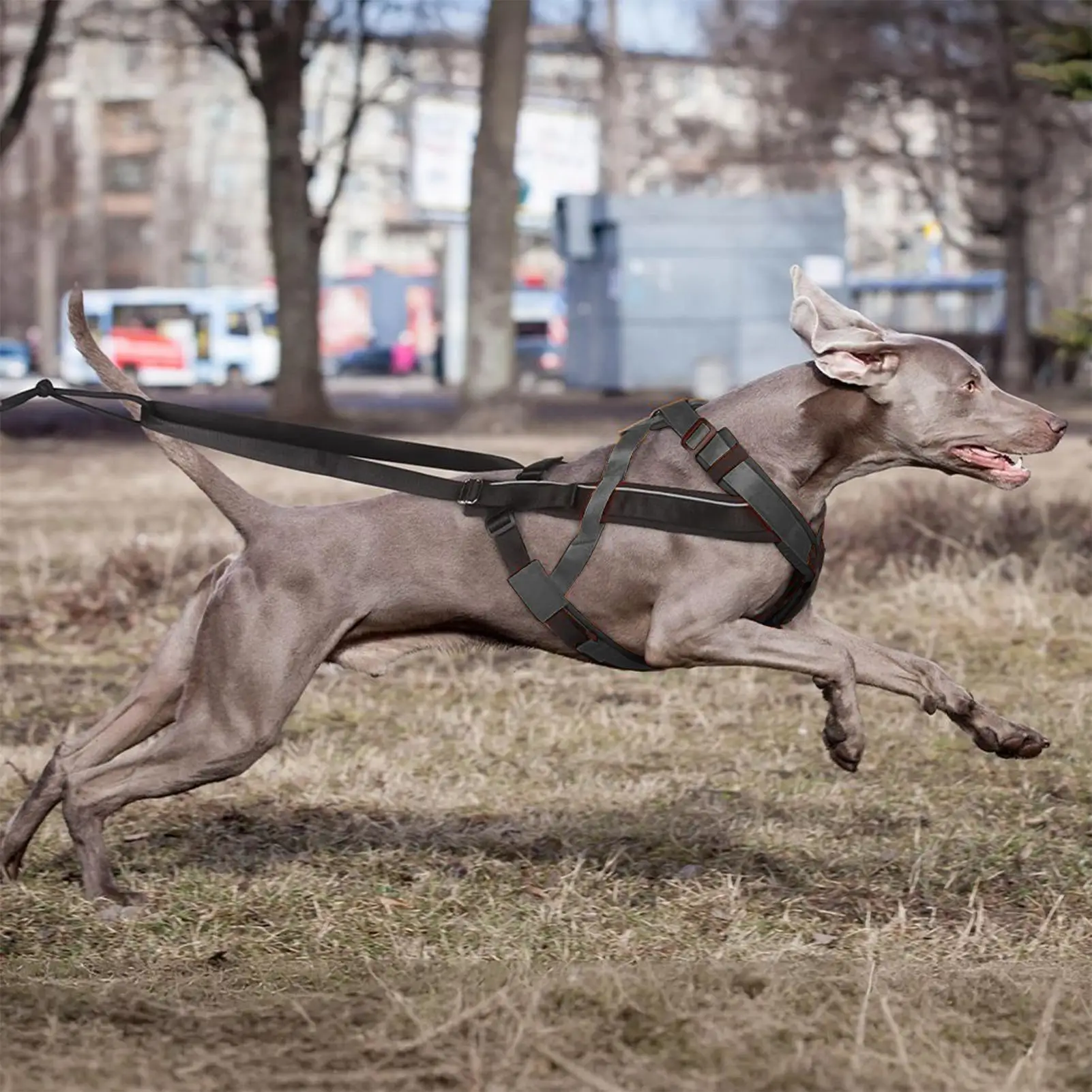 Dog Pulling Harness…
