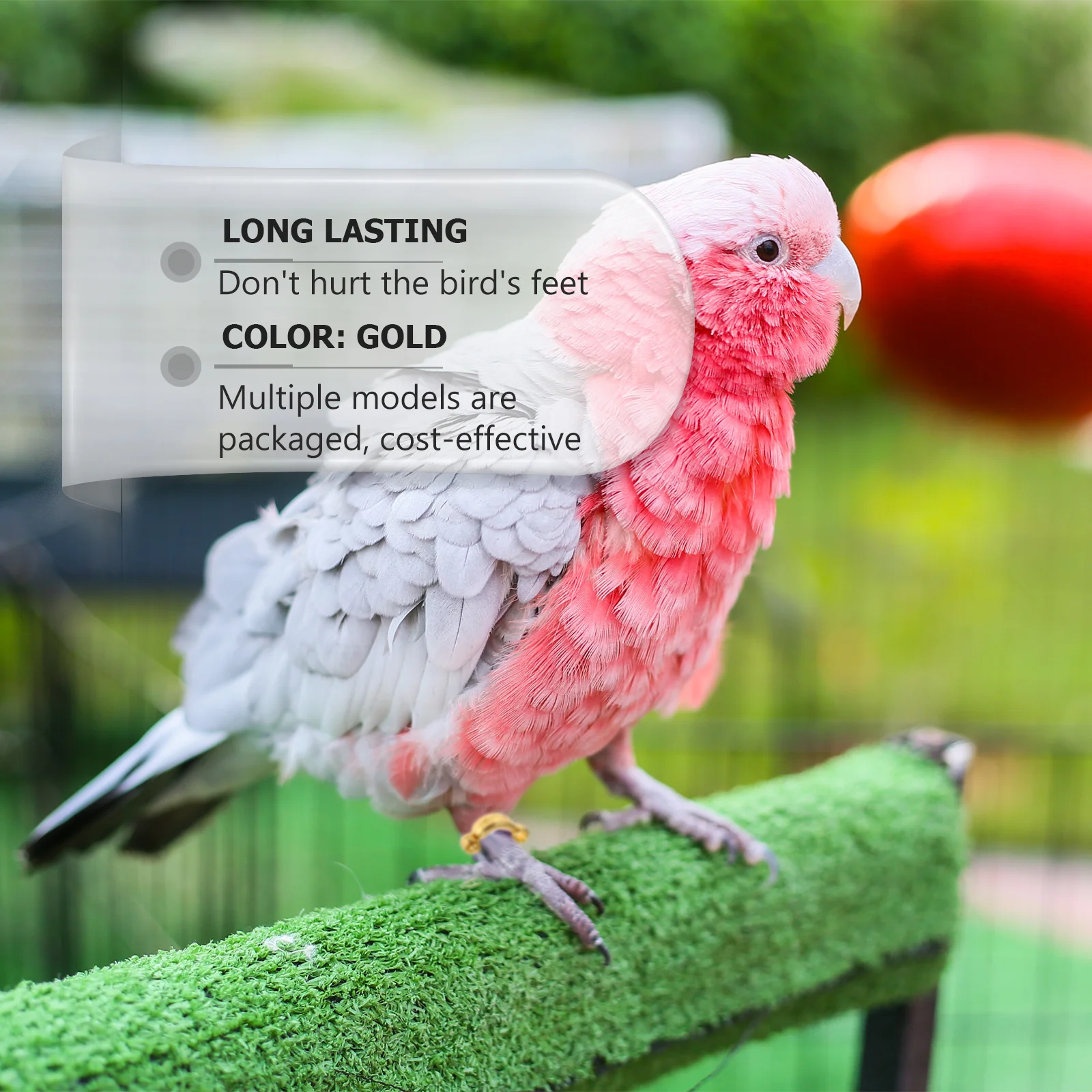 

10Pcs Bird Foot Rings Simple Design Convenient Practical Durable Material Long Service Time Lightweight Easy to Wear