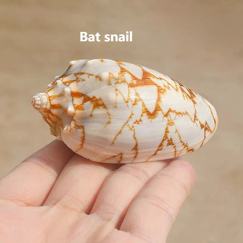 Bat Vortex Snail Natural Conch Specimen Collection Shell Fish Tank Aquarium Landscaping Home Decoration Ornament Emperor Vortex
