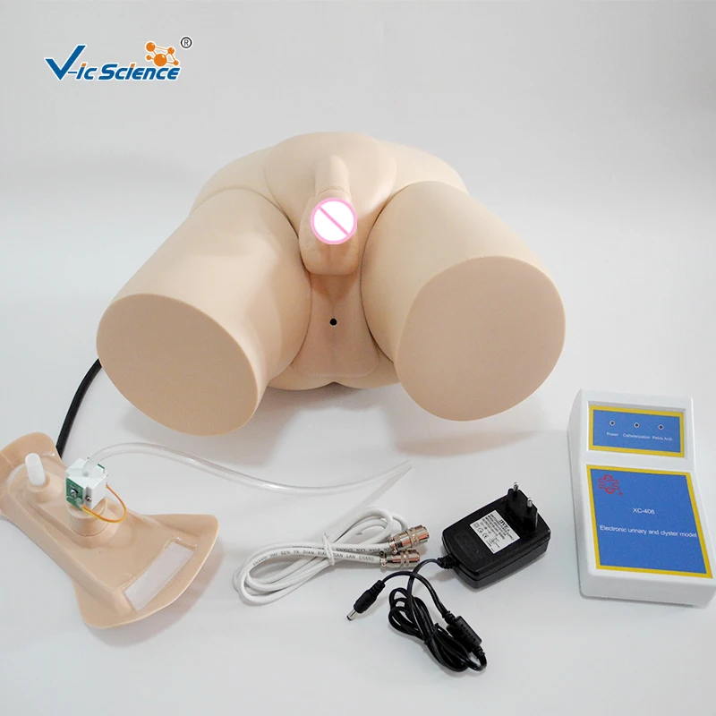 Human Female Male Electronic Urinary Model for Training