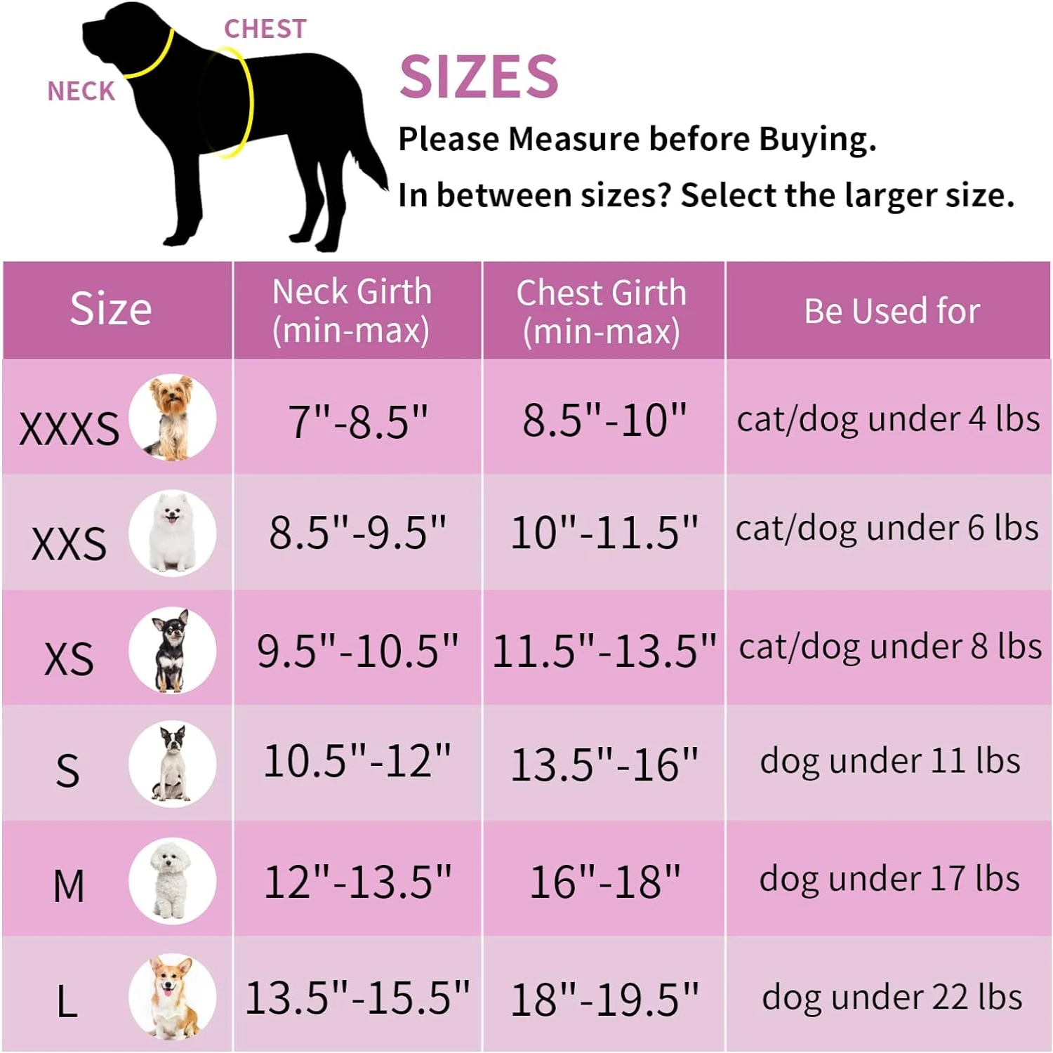 Experience a Beautiful, Pet-Friendly Outdoor Adventure with Your Stylish Furry Friend - Make Lasting Memories Together in the Gr