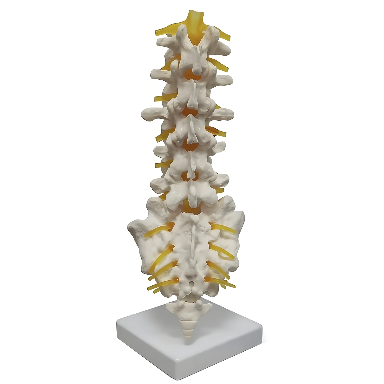 Teaching equipment model 5-segment lumbar spine with sacral accessory nerve Orthopedic teaching display teaching aids