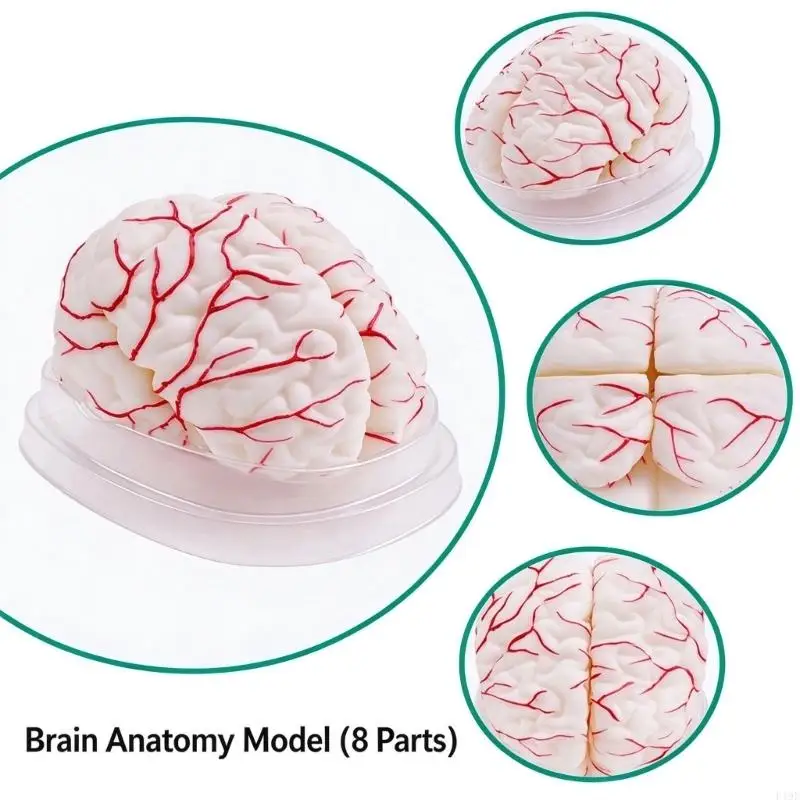 Anatomical Model for Visual Instruction, Plastic Teaching Aid for Classroom Demonstrations and Independent Review F19E