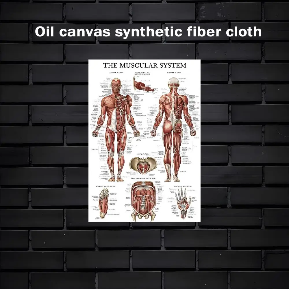 Design Human anatomy diagram Painting Calligraphy Exhibition poster photo oil painting canvas synthetic fiber for living dining