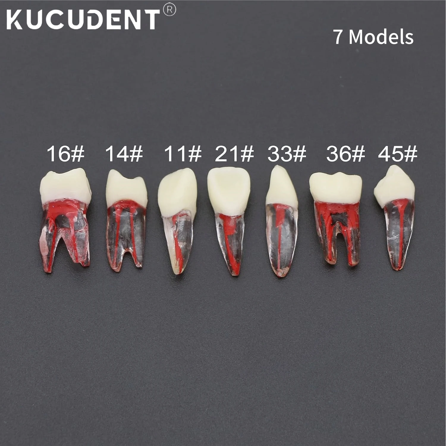 5pcs Dental Endodontic Root Canal RCT Practice Endo Teeth Block Resin Tooth Model Pulp Cavity Study Dentistry Training Teaching