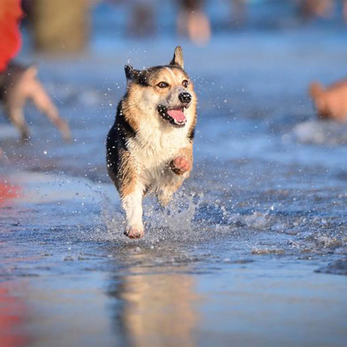 

Dog Training Collar with Remote Waterproof Electric Collar Anti Barking Training Collar Rechargeable E-Collar for All Breeds