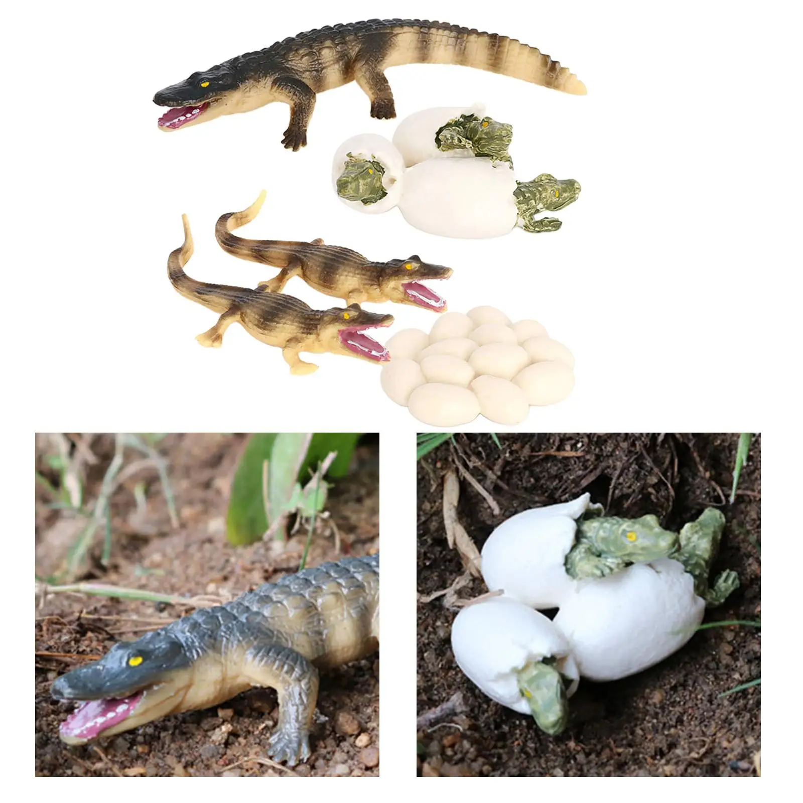 4 Stages Life Cycle of a Dragonfly, Plastic Toy Figure Painted Model