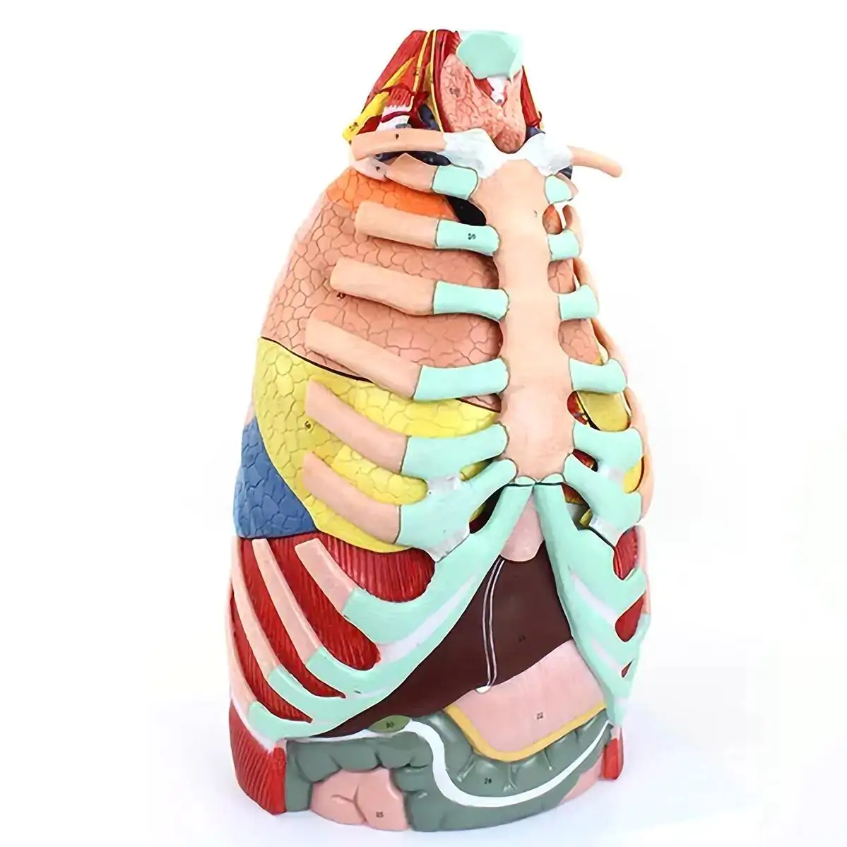 

PVC Human 16 Parts Thoracic Anatomy Model Medical Anatomical Models School