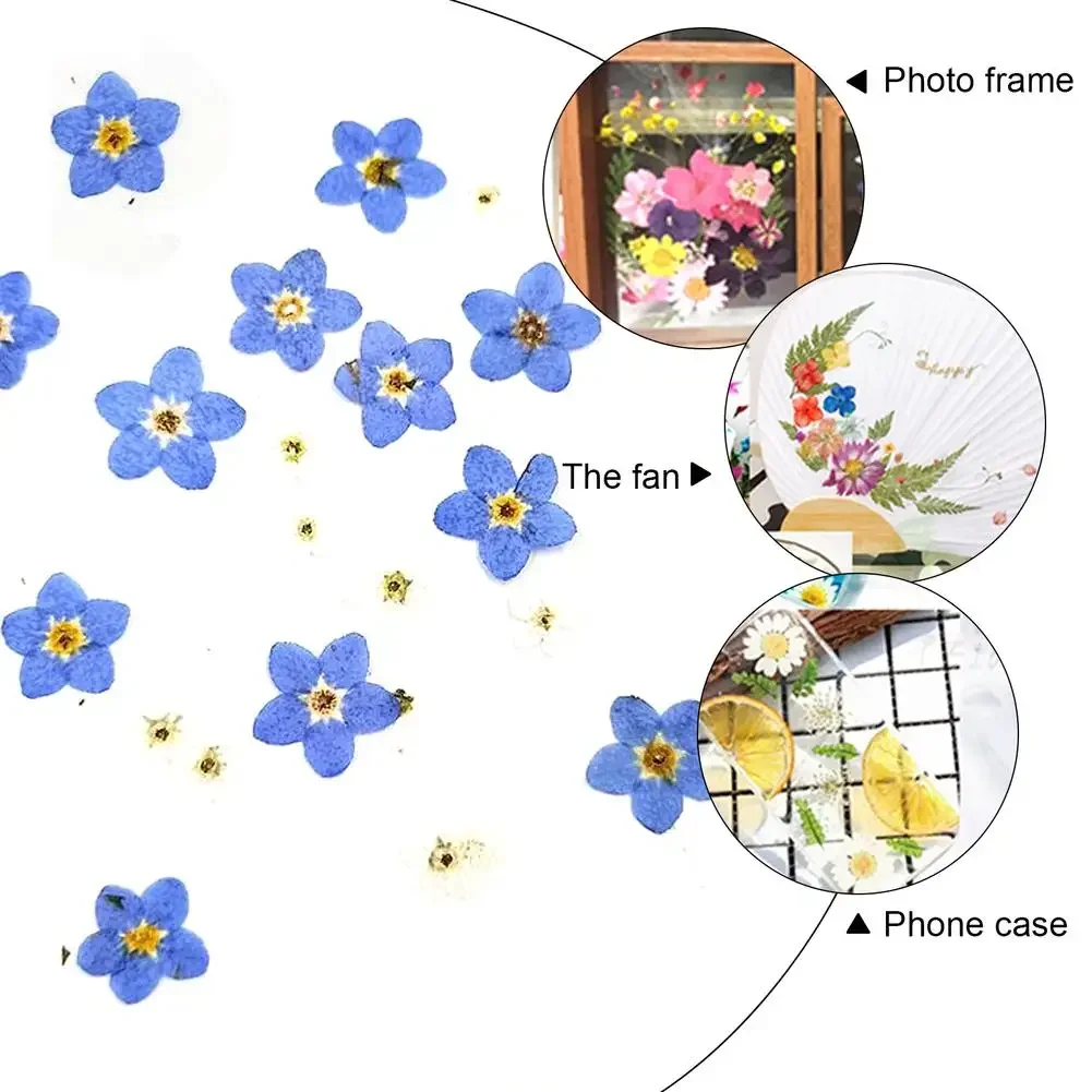 جيد 20 قطعة مجموعة ننسى لي لا المجففة زهرة رئيس الايبوكسي الراتنج قالب ملء DIY بها بنفسك مسمار الفن زهرة ملصقات بطاقة جراب هاتف الزينة #2