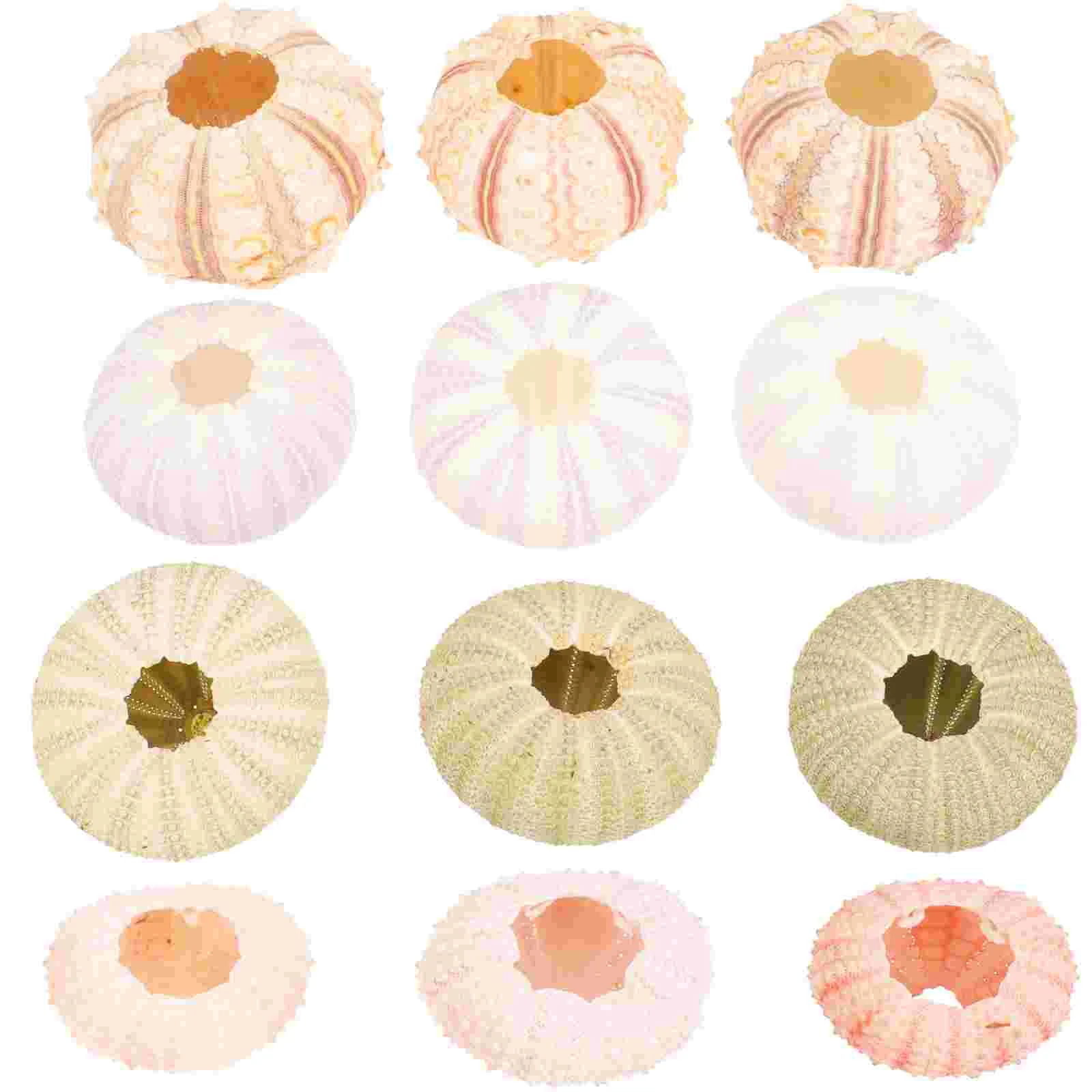 12 Pcs Seashell Conch Shell Air Plant Pot Sea Decorations naments Succulent Container Tabletop Plants Home Gifts