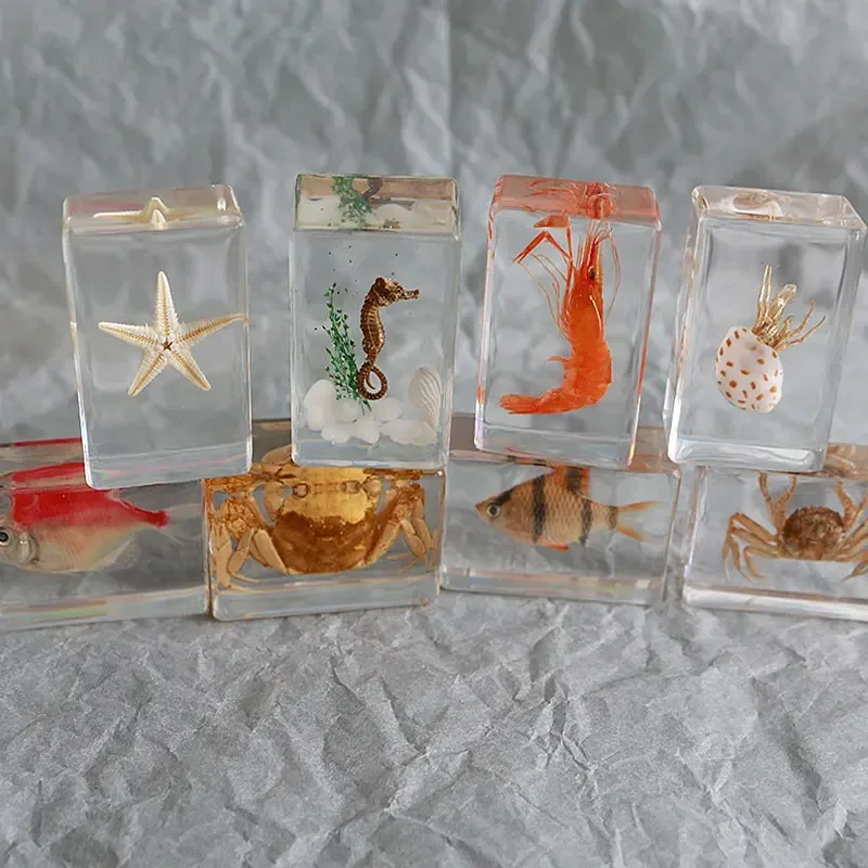 5Pcs a lot  Insect in Resin Specimen Bugs Collection Paperweights Arachnid Resin Spec  decoration  home accessories in random