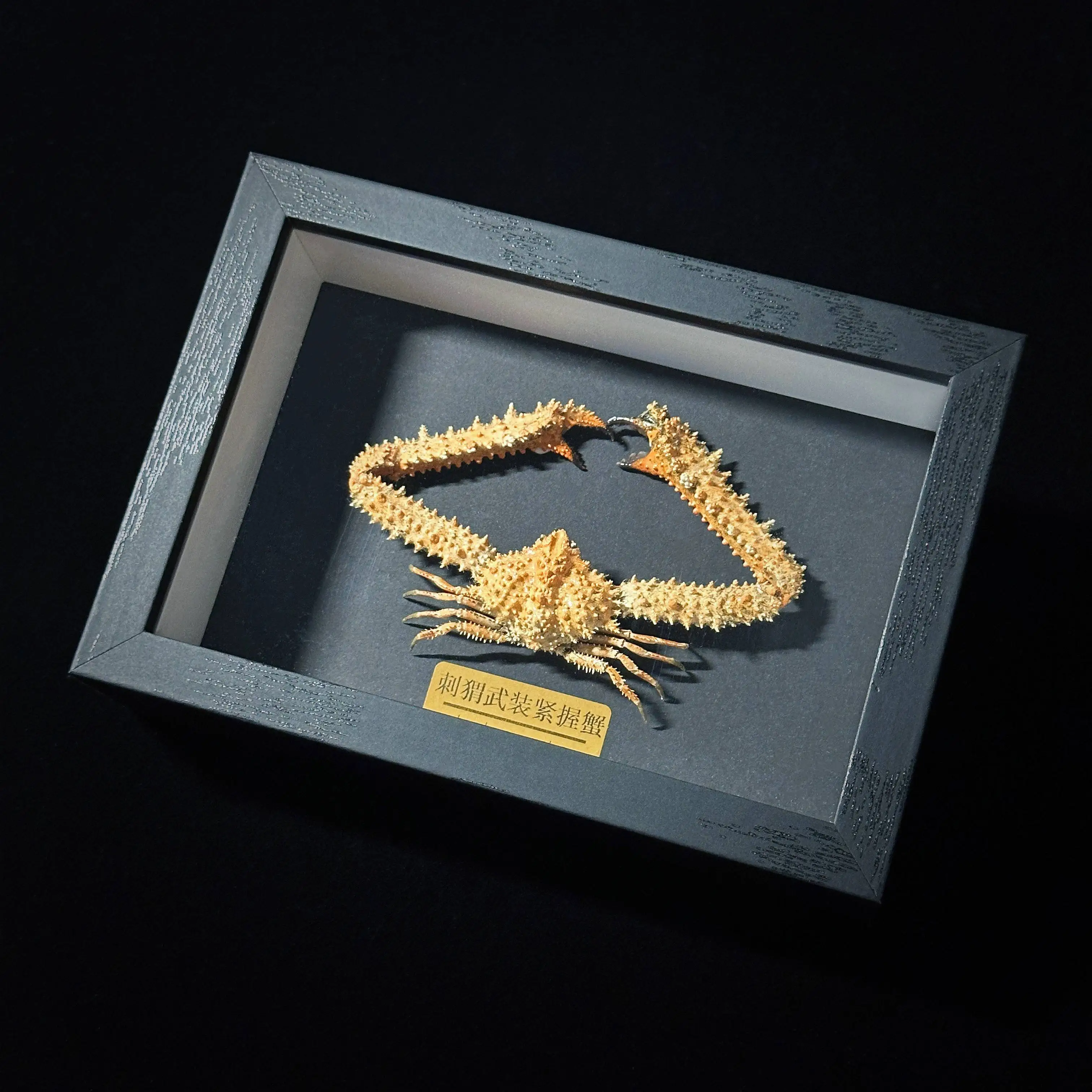 Real Crab Specimen, Hedgehog Armed Crab, Handmade Marine Biology Educational Model, Unique Science Gift