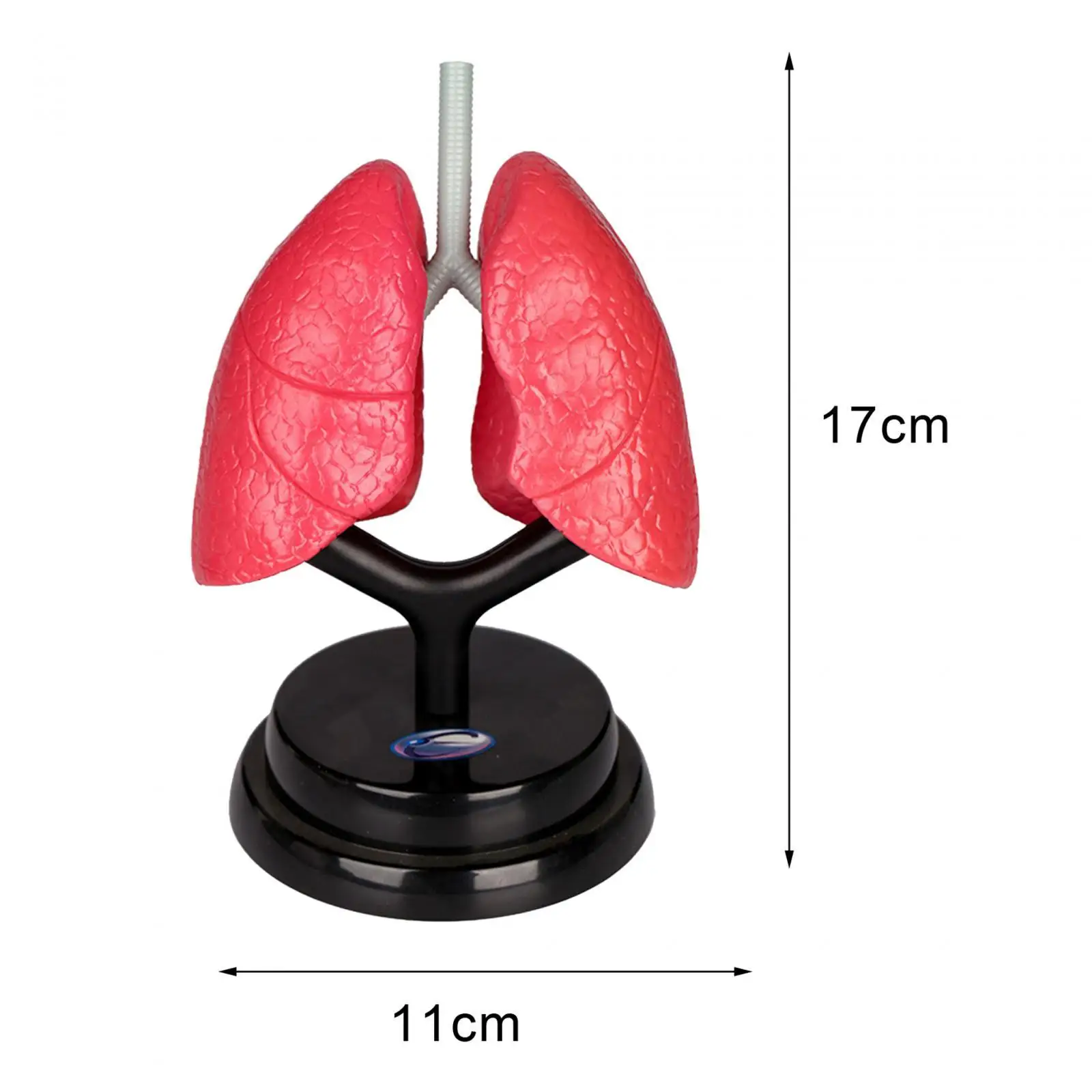 Modelo de sistema respiratorio para aprendizaje temprano, modelo de pulmón humano para el hogar, demostración para niños, conocimiento espacial,