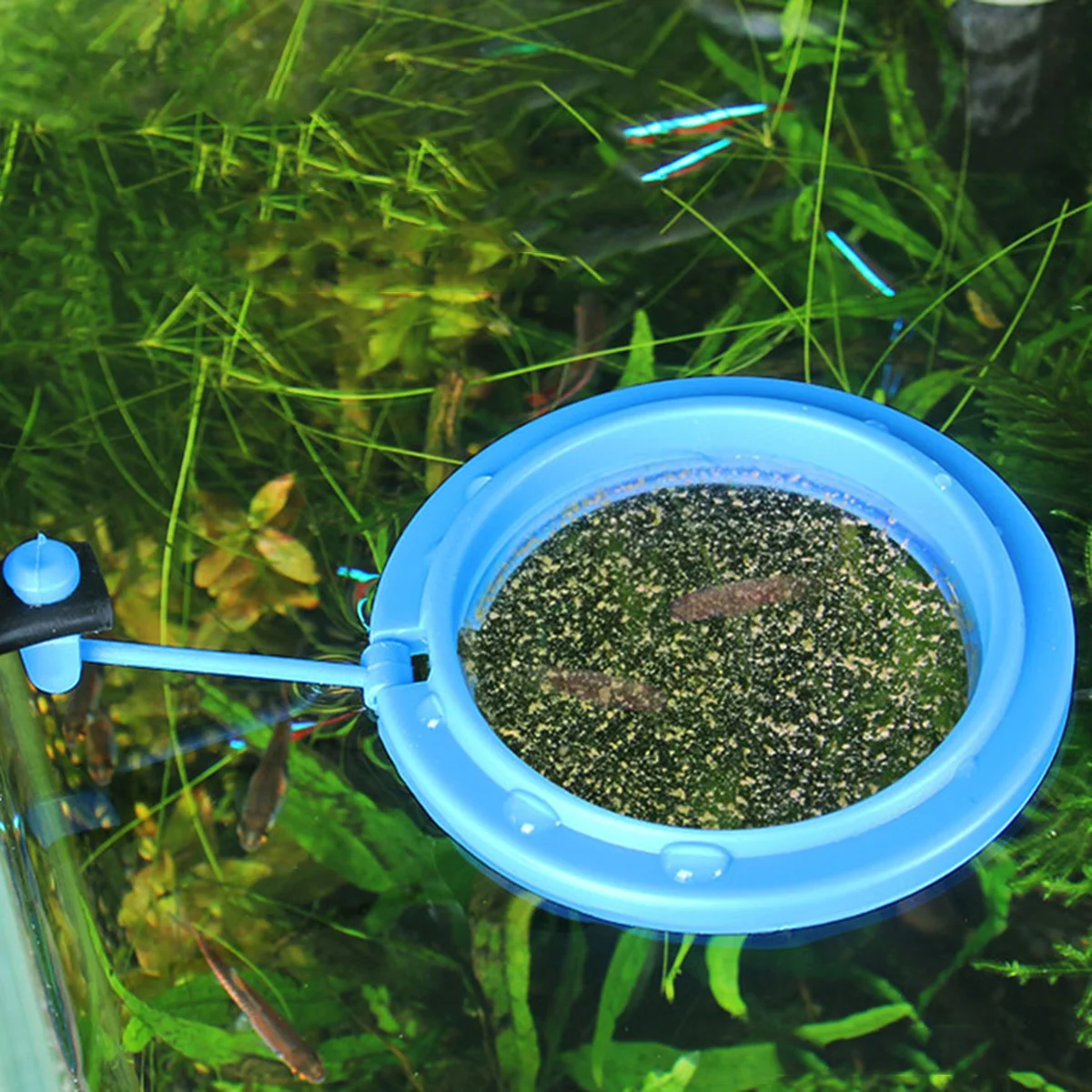 

2Pcs Fish Feeding Circle Aquarium Feeder Floating Suction Cup Fish Tank Ring Feeder Floating Food Holder