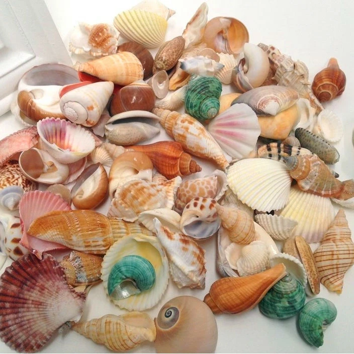 100g Natural Sea Shells for DIY Jewelry Making Crafts Decoration Mixed Shapes Seashell Fish Tank Aquarium Ornament Craftwork