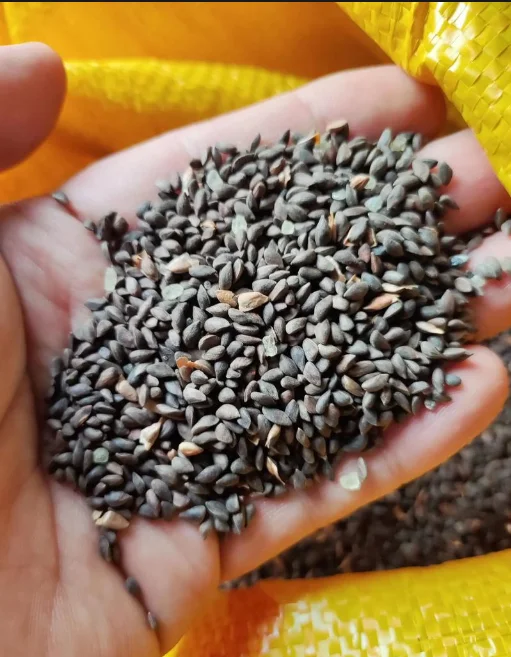 

505 сортов сезонных свежих овощных семян для балконных горшечных культур, устойчивых к жаре летом.