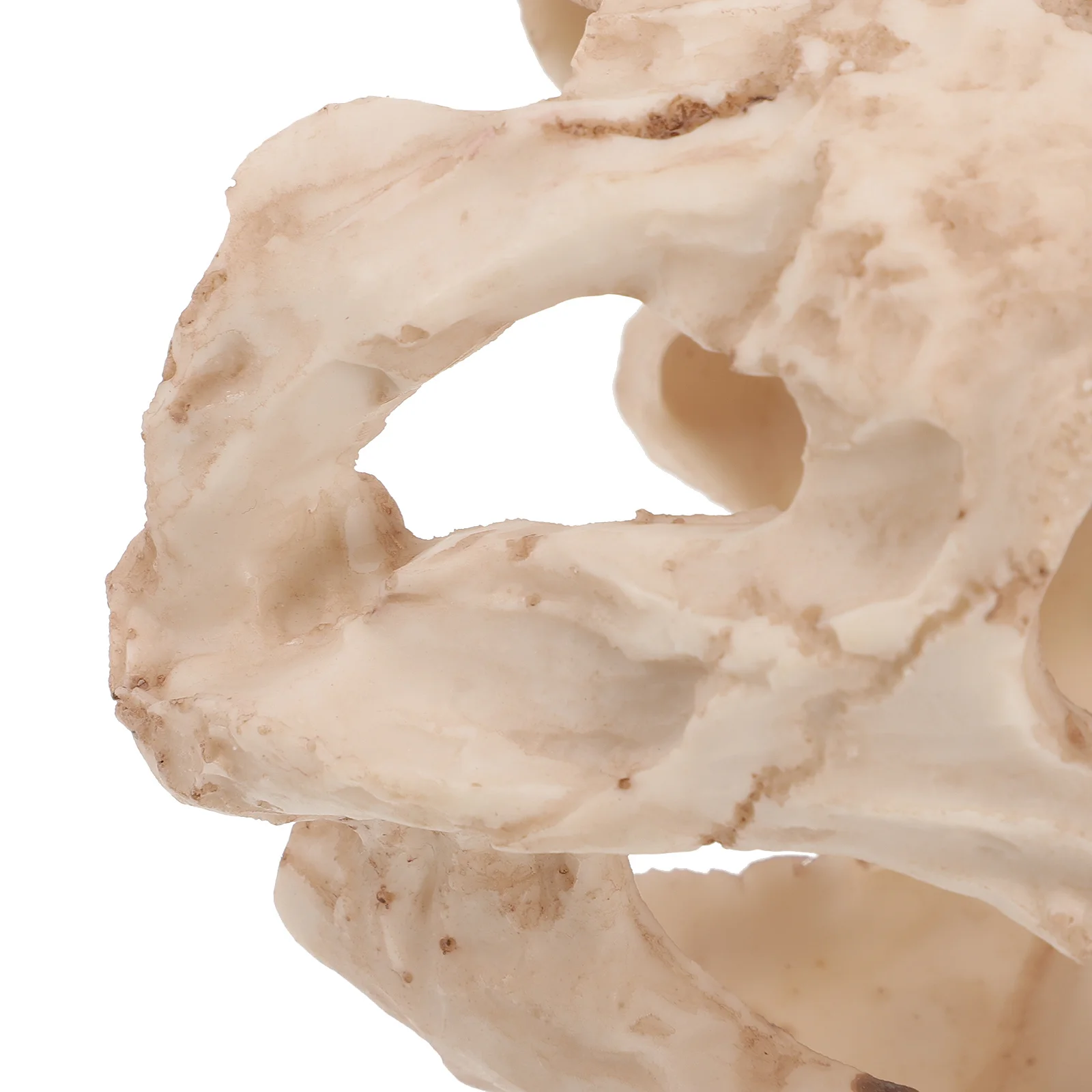 

Fish Tank Decoration Dinosaur Skull Resin Aquarium Hideout Ornament Fish Shrimp Hiding Place Creative Hideout Ornament