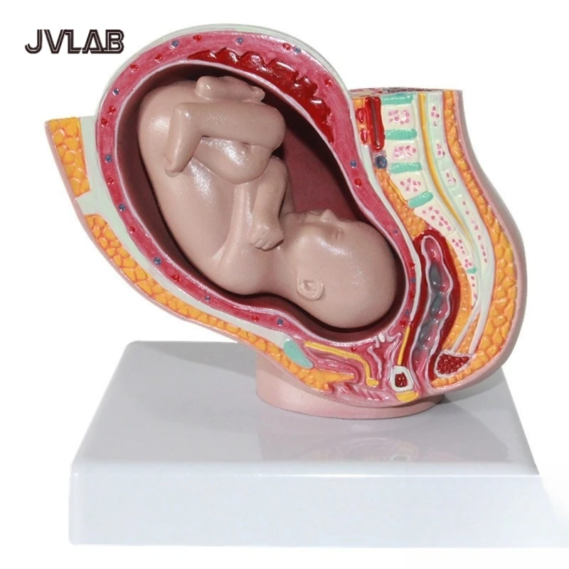 

Human Female Pelvic Section Pregnancy Anatomical Model Nine Months Baby Fetus Model with Removable Mother and fetus JVLAB